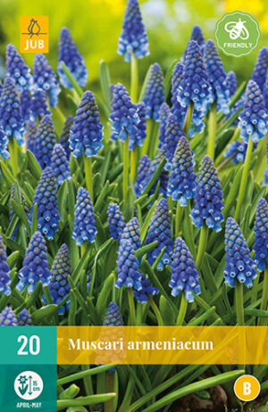 Muscari armeniacum