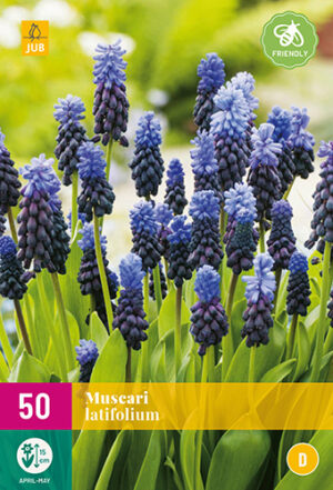 Muscari latifolium