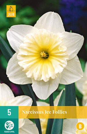 Narcissus Ice Follies