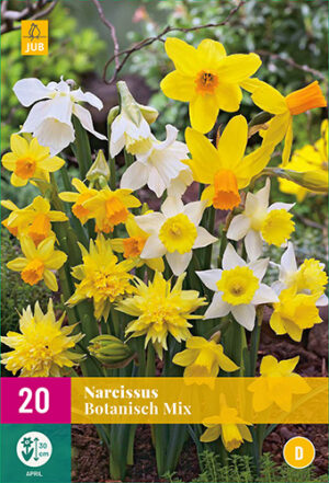Narcissus botanische Mix