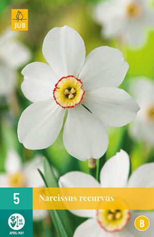 Narcissus Recurvus