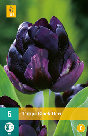 Tulipa Black Hero