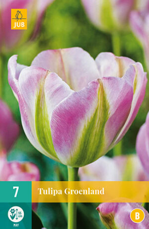 Tulipa Groenland