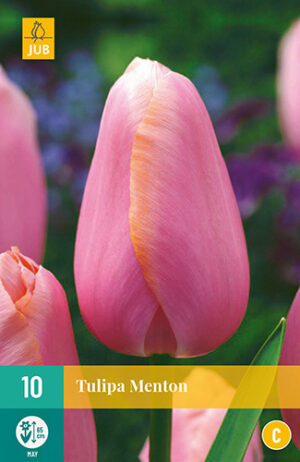 Tulipa Menton