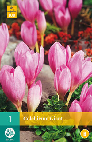Colchicum Giant