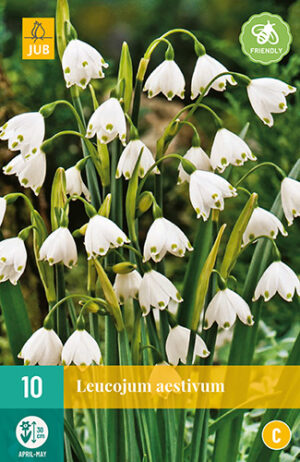 Leucojum aestivum