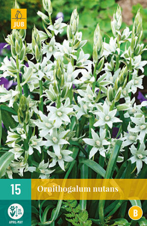 Ornithogalum nutans