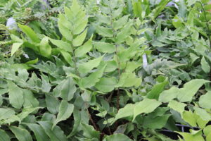 Cyrtomium fortunei clivicola