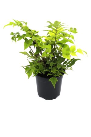 Cyrtomium fortunei clivicola