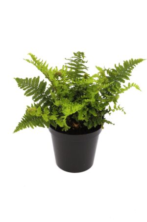 Dryopteris affinis Crispa