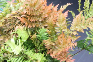 Dryopteris erythrosora