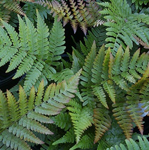 Dryopteris erythrosora