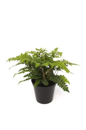 Polystichum polyblepharum