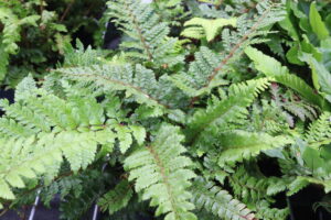 Polystichum polyblepharum