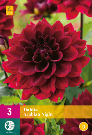 Dahlia Arabian Night