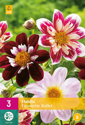 Dahlia Favourite Ballet