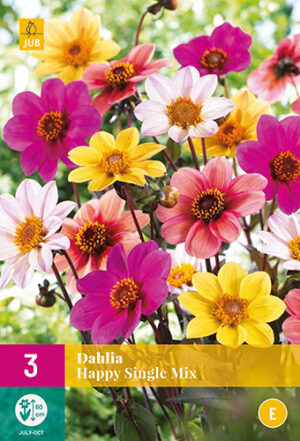 Dahlia Happy Single Mix