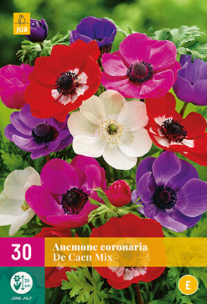 Anemone De Caen mix