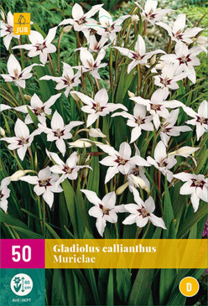 Gladiolus callianthus murielae