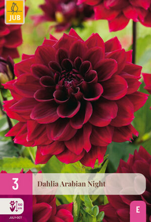 Dahlia Arabian Night
