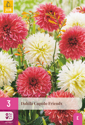 Dahlia Cupido Friends
