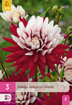 Dahlia Rebecca's World
