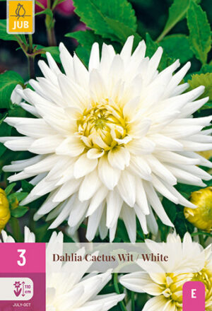 Dahlia Cactus Wit