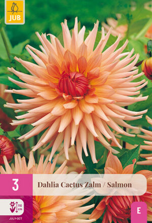 Dahlia Cactus Zalm