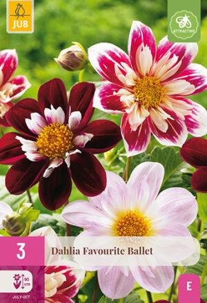Dahlia Favourite Ballet