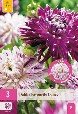 Dahlia Favourite Dance
