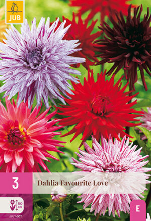Dahlia Favourite Love