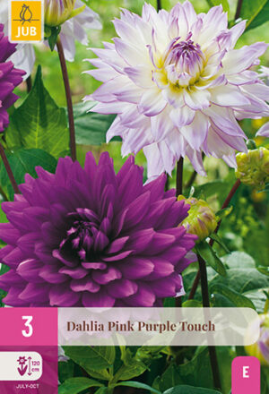 Dahlia Pink Purple Touch