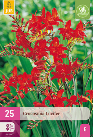 Crocosmia Lucifer
