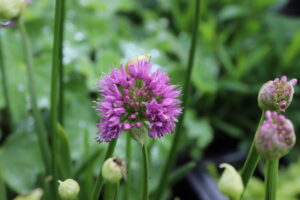 Allium Millenium