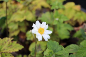 Anemone hybrida Whirlwind