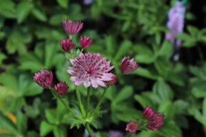 Astrantia major Pink Pride