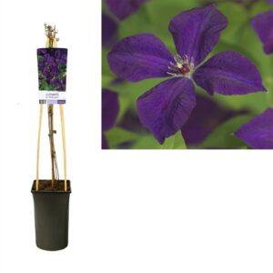 Clematis viticella Polish Spirit