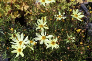 Coreopsis verticillata Moonbeam