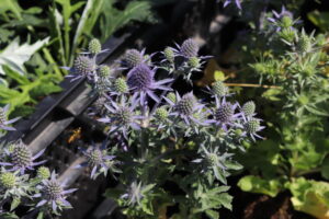 Eryngium planum Blue Hobbit