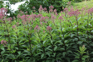 Eupatorium maculatum Atropurpureum