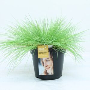 Festuca glauca Golden Toupee