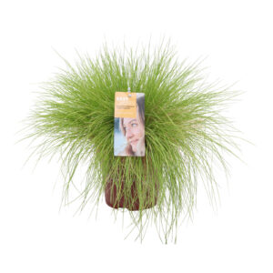 Festuca glauca Golden Toupee