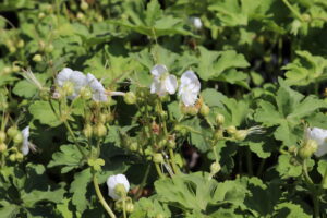 Geranium macrorrhizum White Ness