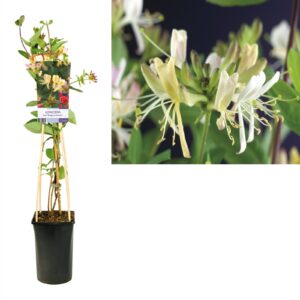 Lonicera periclymenum Belgica Select
