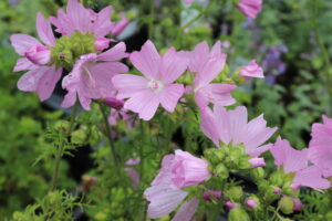 Malva moschata Rosea