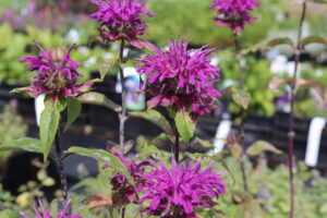 Monarda Prairienacht