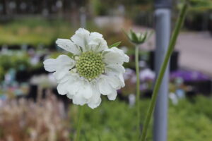 Scabiosa caucasica Alba