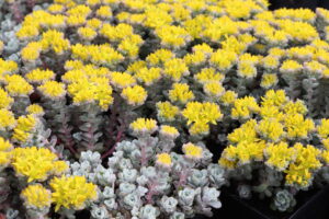 Sedum spathulifolium Cape Blanco