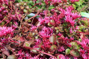 Sedum spurium Fuldaglut