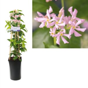 Trachelospermum asiaticum Pink Air